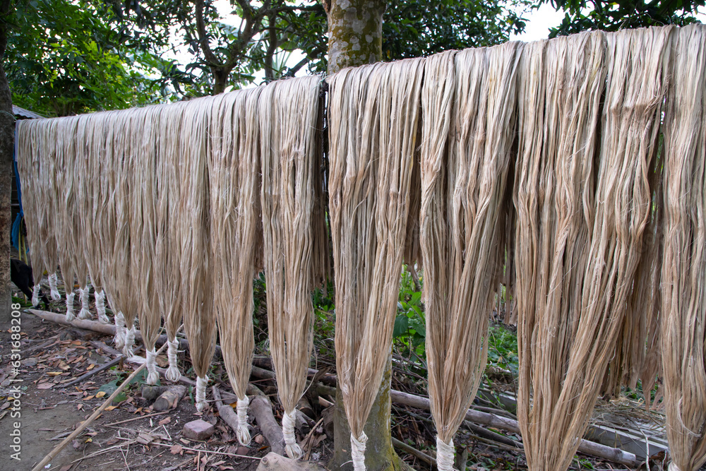 Fototapeta premium Golden wet raw jute fiber hanging under the sunlight for drying in Bangladesh