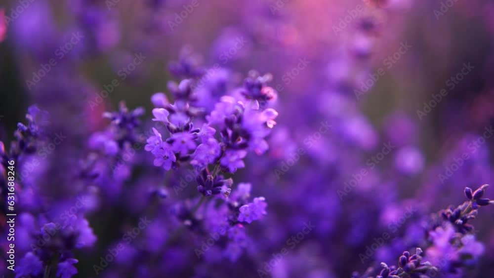 Blooming lavender field. Selective focus. Lavender flower spring background with beautiful purple colors and bokeh lights. Provence, France. Close up. Blooming lavender field. Selective focus. Lavender flower spring background with beautiful purple colors and bokeh lights. Provence, France. Close up.
