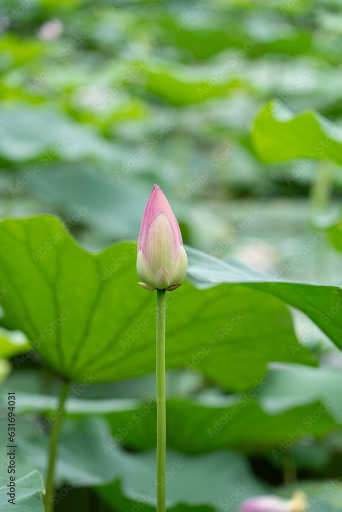 lotus bud blooming in summer pond with green leaves as background