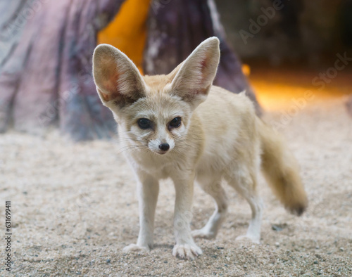 fennec fox (Vulpes zerda)