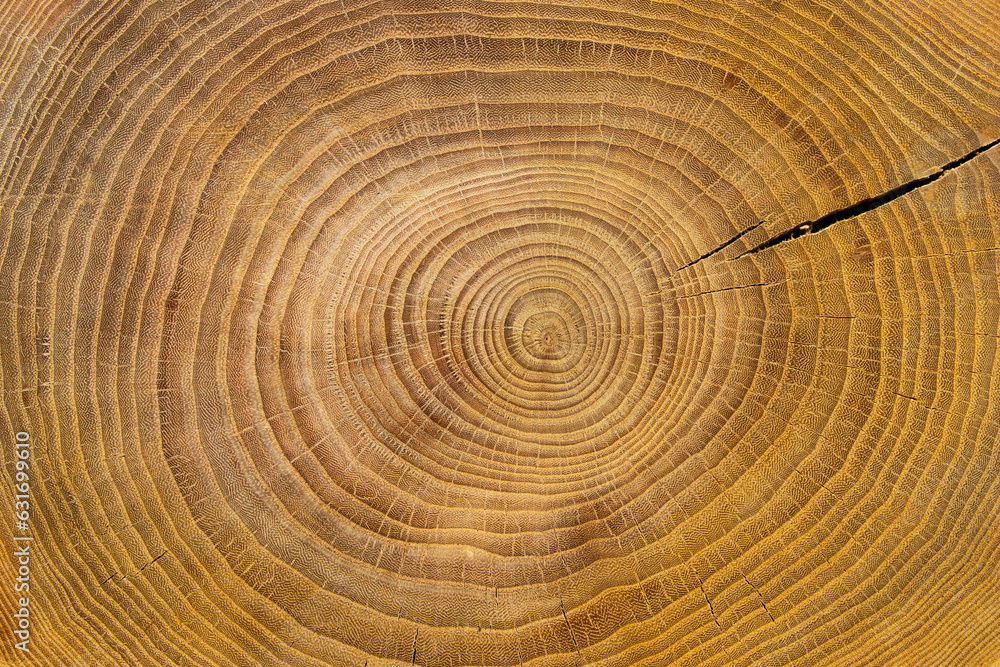 Naklejka premium Tree. Texture of cut wood circles