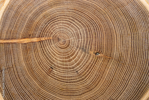 Tree. Cut wood circles with cracks