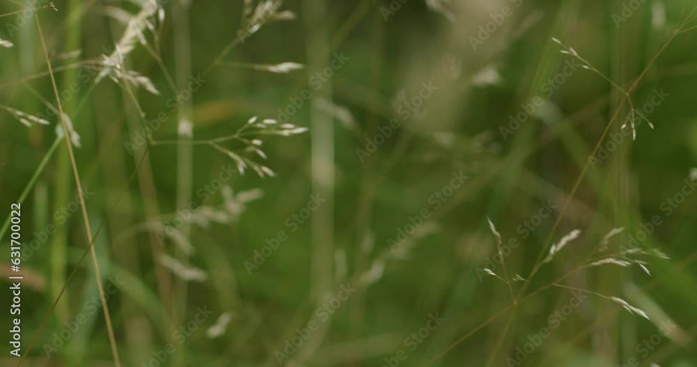 Summer time. Various flowers and herbs in the meadows. Summer time. Various flowers and herbs in the meadows.