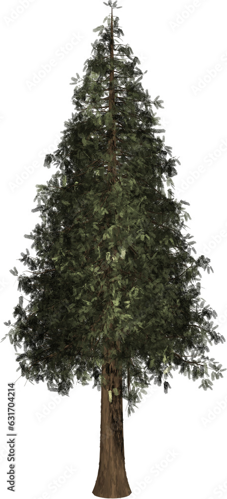 Fototapeta premium Sequoia, Christmas tree