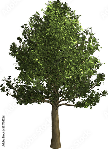 Ginkgo tree illustration material