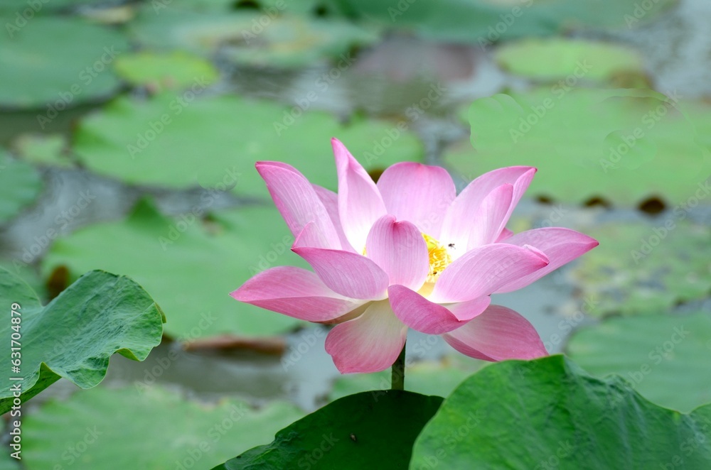 Pink lotus flower blooming in the morning in the middle of the swamp Pink lotus flower blooming in the morning in the middle of the swamp