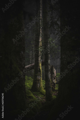 A bare tree stands in a forest photo