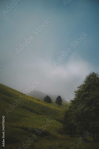 Pine trees on a hill in the mist photo