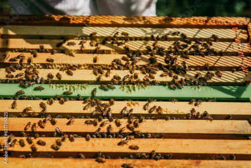 beekeeper inspecting her hives full of bees