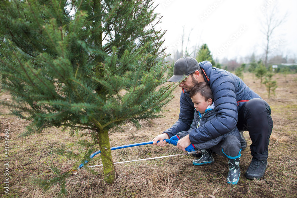 Father and son use saw to cut Christmas Tree at a tree farm Stock Photo