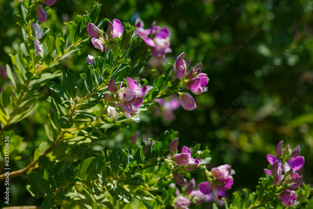 Polygala myrtifolia, the myrtle-leaf milkwort, is an evergreen shrub or small tree