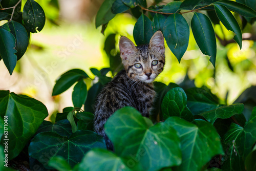A cute gray kitten among the green leaves