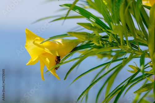 Tevetia ( Latin Thevētia ) is a genus of flowering plants in the Kutrovye family ( Apocynaceae ). Some species are popular ornamental plants photo