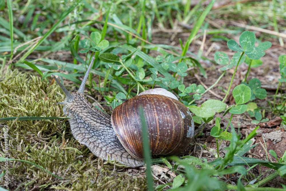 Weinbergschnecke am Wegesrand,