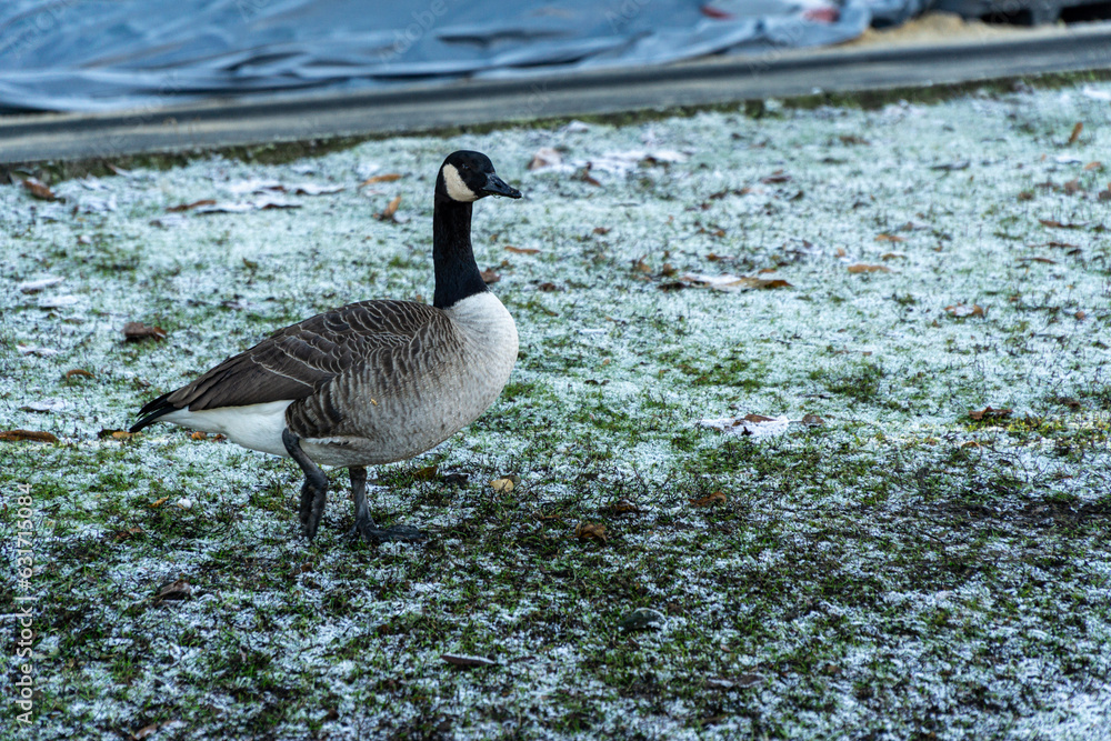 Canadian goose on grass field with snow Canadian goose on grass field with snow