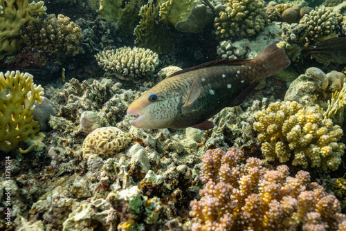 Bullethead Parrotfish (Chlorurus spilurus), Red Sea, Marsa Alam, Abu Dabbab Bay, Egypt. Wildlife underwater photography.