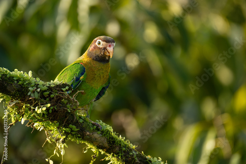 Brown-hooded parrot (Pyrilia haematotis), Boca Tapada, Costa Rica. Wildlife photography. photo