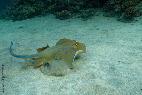 Bluespotted ribbontail ray (Taeniura lymma), Red Sea, Abu Dabbab Bay in Marsa Alam, Egypt. Underwater wildlife photography.