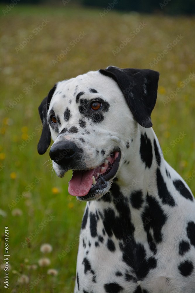 Happy dog dalmatian in Nature 

