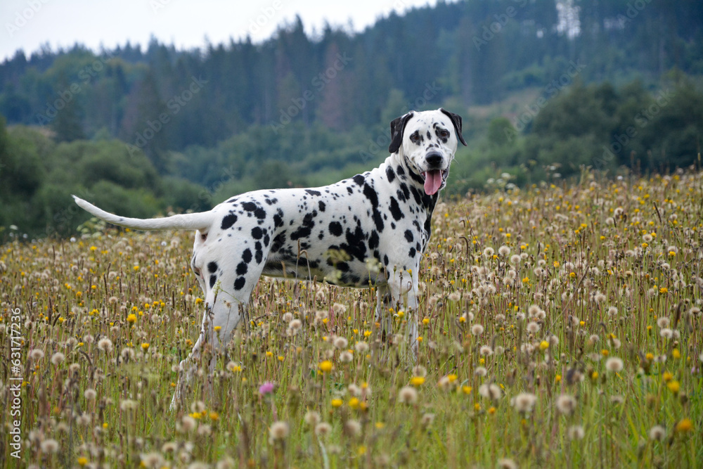 Photo of a beautiful Dalmatian in nature