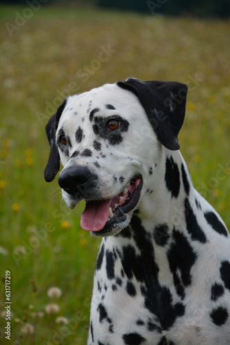 Happy dog dalmatian in Nature  