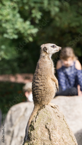 Erdmännchen beim Absichern  © Richard