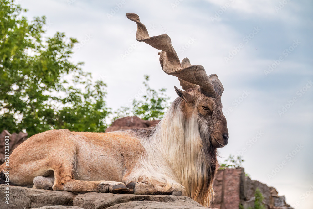 Markhor, Capra falconeri, wild goat native to Central Asia, Karakoram and the Himalayas standing on rock on blue sky background Markhor, Capra falconeri, wild goat native to Central Asia, Karakoram and the Himalayas standing on rock on blue sky background