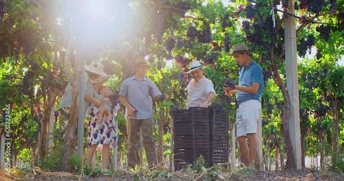 Happy family of grape growers cutting and picking ripe grape bunches from vines during wine harvest season in vineyard. Family business concept
