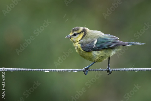 A close up of a juvenile blue tit as it perches on a wire rope in the rain.