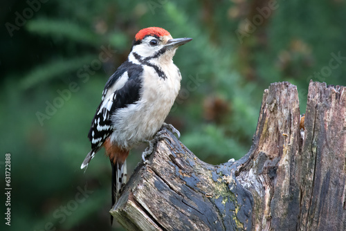 A close up of a juvenile great spotted woodpecker, Dendrocopos major, as it is perched on an old tree stump with a natural forest backdrop
