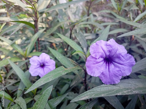 Kencana Ungu flower or Ruellia Angustifolia blooms in the garden. photo