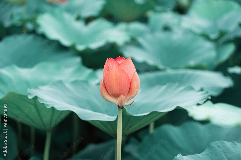 lotus bud blooming in summer pond with green leaves as background
