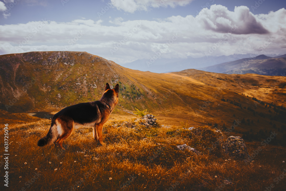 German shepherd dog in a mountain environment during the summertime, vacation, holidays German shepherd dog in a mountain environment during the summertime, vacation, holidays