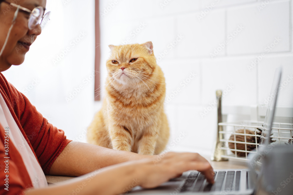 Happy asian senior mature woman working with laptop computer with cute cat.