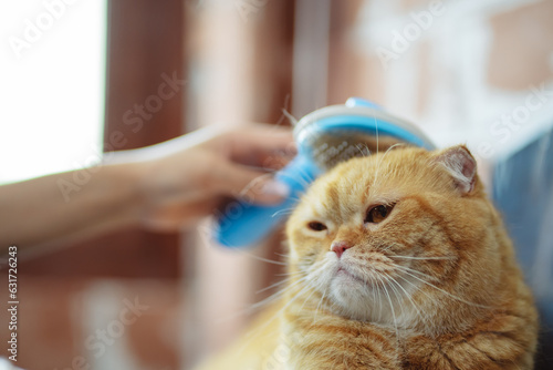 Hand combing cat hair, care with cute pet concept.