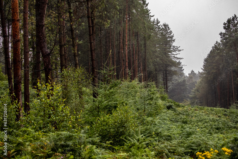 Obraz premium forest in autumn