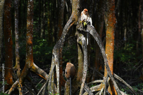 proboscis monkey