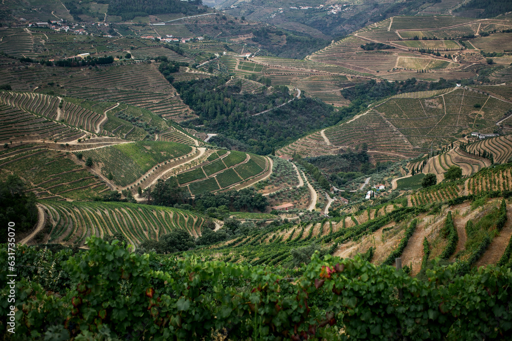 Pattern of vines cultivated in the hills of the alto Douro Valley, Vila Real District, Portugal.