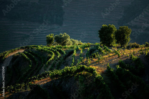 View of the Douro Valley vineyards in the sunset light  Portugal.