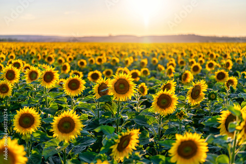 Wunderschönes großes Sonnenblumenfeld in der abendlichen Sonne