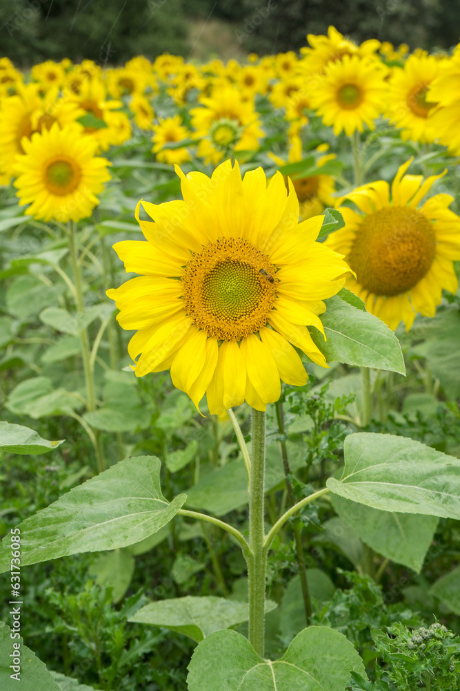 Blooming sunflower field at the edge of the forest in Germany