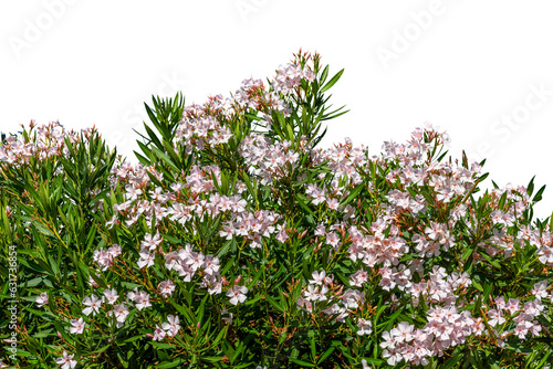 Flowering oleander bush with pink flowers isolated - graphic resource. Frame for banner or greeting card photo