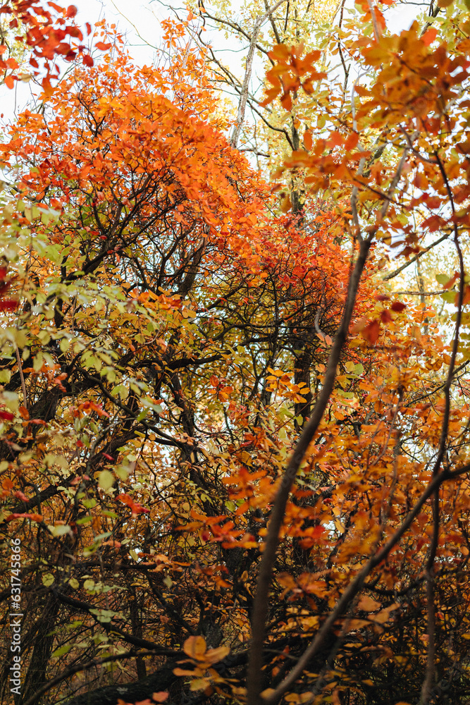 Autumn. Multicolored maple leaves lie on the grass.