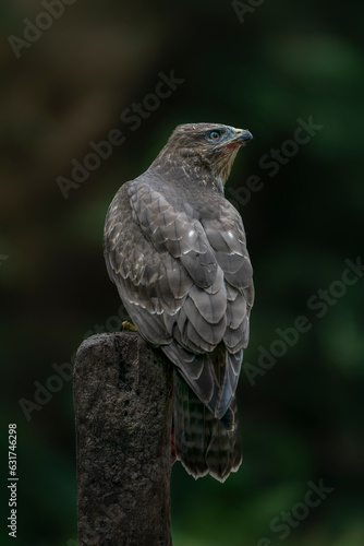 A beautiful Common Buzzard (Buteo buteo) sitting on a branch post at a pasture looking for prey. Noord Brabant in the Netherlands. Green background.                                                     © Albert Beukhof