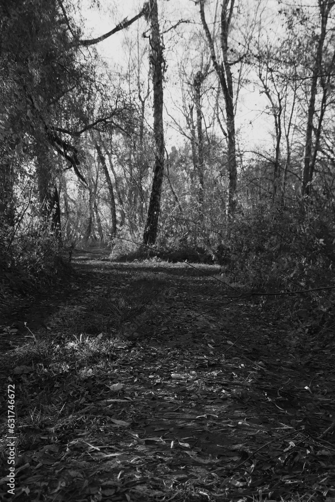Naklejka premium Black and white landscape. Wild forest with mystical lawns and trails.