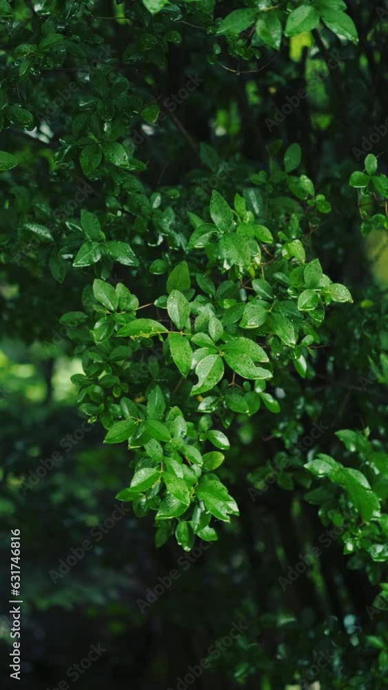 Green natural vertical video background with foliage with water drops after rain. Vibrant colors Green natural vertical video background with foliage with water drops after rain. Vibrant colors