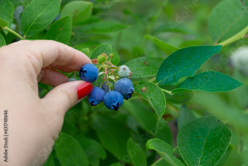 Beautiful, ripe, fresh fruits of blueberry (Vaccinium corymbosum) picking by a woman.