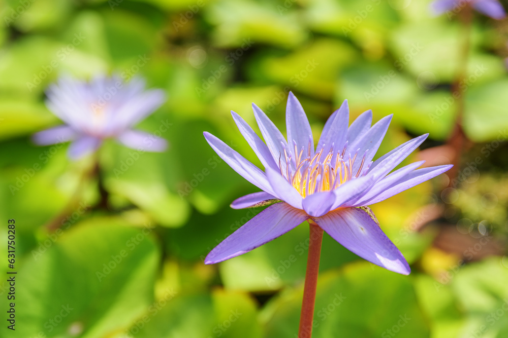 Closeup view of Nymphaea. Beautiful violet flower of water lily Closeup view of Nymphaea. Beautiful violet flower of water lily