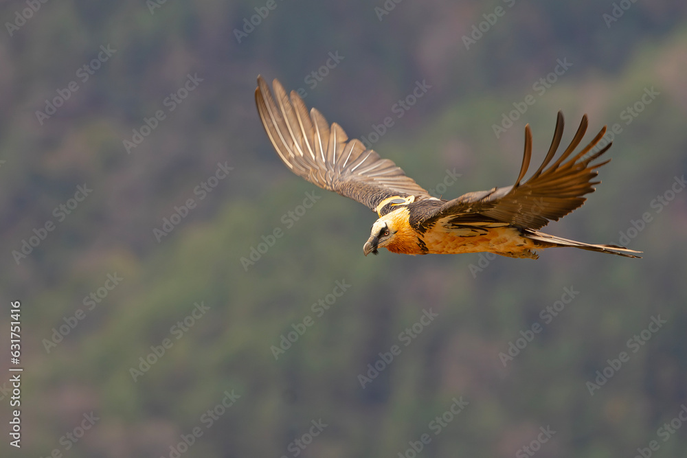 Obraz premium orłosęp, orłosęp brodaty (Gypaetus barbatus)