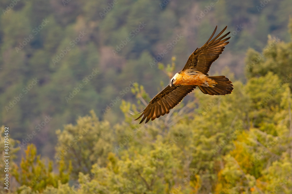 Obraz premium orłosęp, orłosęp brodaty (Gypaetus barbatus)